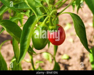 Rote und grüne Chilischote auf derselben Pflanze. Stockfoto