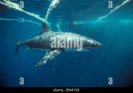 Weißer Hai (Carcharodon Carcharias), gefährliche Riff, Süd-Australien - Great Australian Bight. Stockfoto