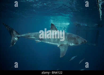 Taucher, die Dreharbeiten zu der weiße Hai (Carcharodon Carcharias) von schützenden Käfig, gefährliche Riff, South Australia Stockfoto