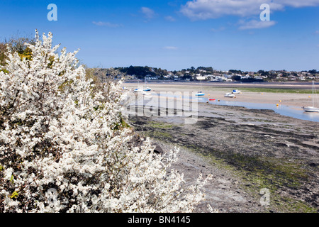 Camel Trail; in der Nähe von Padstow; Cornwall; Blick über den Fluss Camel in Richtung Rock Stockfoto