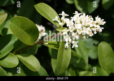 Blühende wilde Liguster Ligustrum Vulgare Taken The Great Orme, Llandudno, Wales Stockfoto