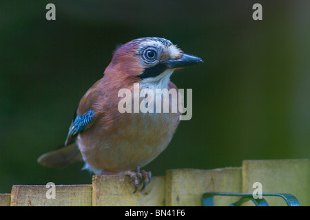 Eine einzelne Eurasischen Jay Bird (Garrulus glandarius) am Gartenzaun gehockt Stockfoto