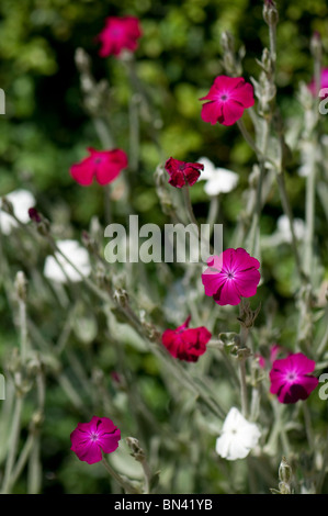 Lychnis Coronaria, Rose Campion und Lychnis Coronaria 'Alba', weiße Rose Campion in voller Blüte Stockfoto
