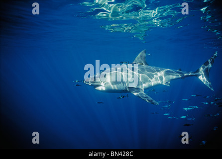Weißer Hai mit symbiotischen Pilot Fische schwimmen und Schulbildung Makrele Scad Stockfoto