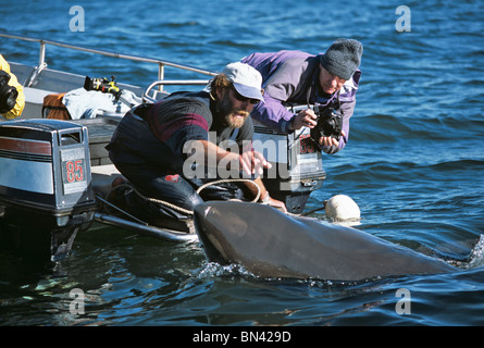 Andre Hartman "kitzeln" der weiße Hai (Carcharodon Carcharias) - Stockfoto