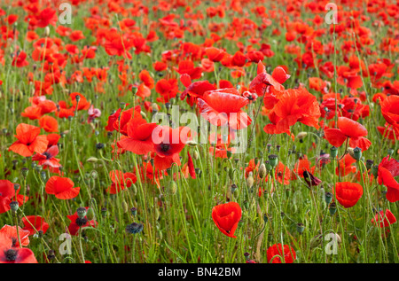 Rote Mohnblumen Feld Lincolnshire Juni 2010 Stockfoto