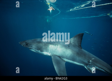Pilot-Fisch (Naucrates Komple-) schwimmen mit großen weißen Hai (Carcharodon Carcharias), gefährliche Riff, South Australia Stockfoto