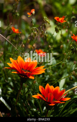 Gazanien Kiss Bronze F1 in Blüte mit Helianthemum 'Ben Heckla' Rock Rose im Hintergrund Stockfoto