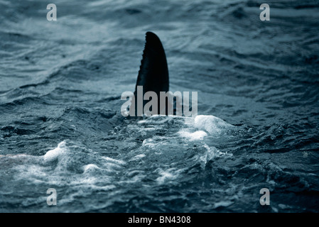 Rückenflosse der weiße Hai (Carcharodon Carcharias) bricht die Oberfläche, gefährliche Riff, South Australia Stockfoto