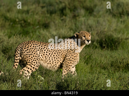 Gepard stehenden Warnung in den Rasen in der Wildnis, in der Serengeti in Tansania Stockfoto