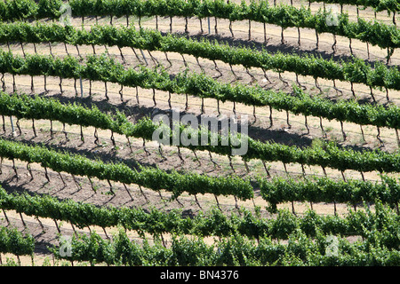 Blick auf den Paso Robles Wine Region Stockfoto