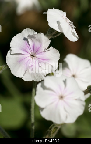 Lychnis Coronaria 'Engels Blush' in Blüte Stockfoto