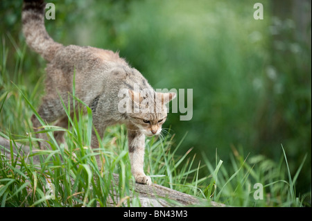 Britische Wildkatze, jetzt nur in freier Wildbahn in Schottland gefunden Stockfoto