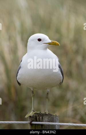 Gemeinsamen Möwe; Larus Canus; auf einem Pfosten; Stockfoto