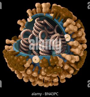 3D graphische Darstellung der eine generische Grippe Virion Ultrastruktur Stockfoto