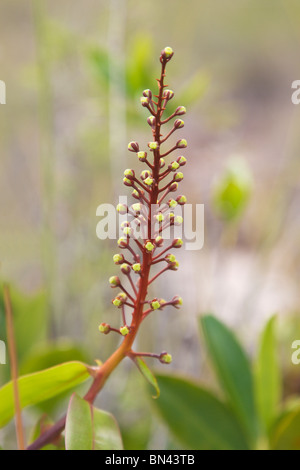 Kannenpflanze Nepenthes Gracilis, Blumen Stockfoto