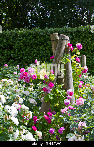 Sommer Rosengarten in voller Blüte im Frühjahr in Sussex, UK Stockfoto