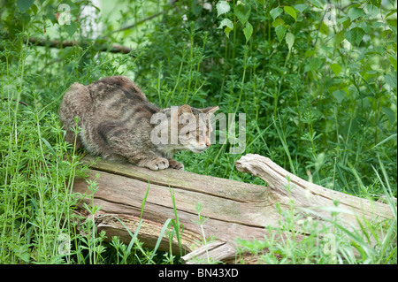 Britische Wildkatze, jetzt nur in freier Wildbahn in Schottland gefunden Stockfoto