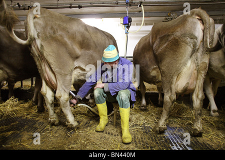 Bauer stellt eine Melkmaschine auf eine Kuh Euter, Jerzens, Österreich Stockfoto