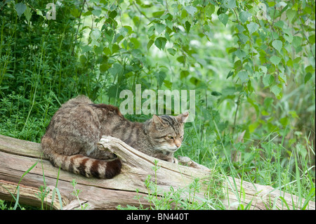 Britische Wildkatze, jetzt nur in freier Wildbahn in Schottland gefunden Stockfoto