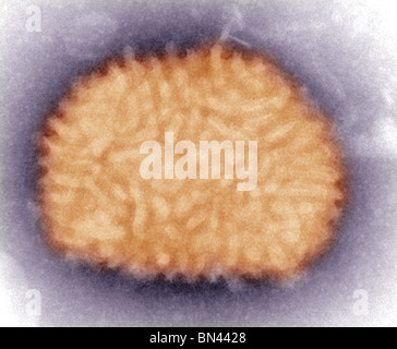 Elektron Schliffbild eines Vaccinia-Virus Stockfoto