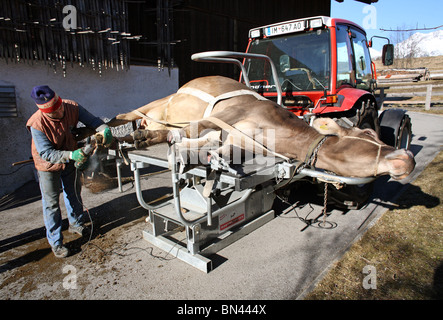 Tierarzt schneidet eine Kuh Hufe, Jerzens, Österreich Stockfoto