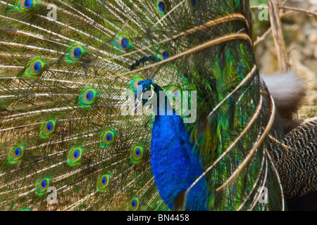 Pfau Anzeige Fan von Federn Stockfoto