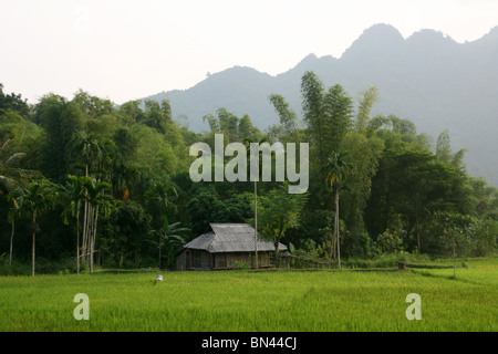 Reisfeld und hölzernen Stelzen-Haus im Mai Chau Tal, Vietnam Stockfoto