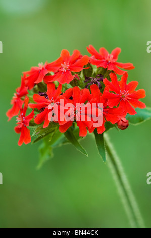 Lychnis Chalcedonica, Malteserkreuz Blume Stockfoto