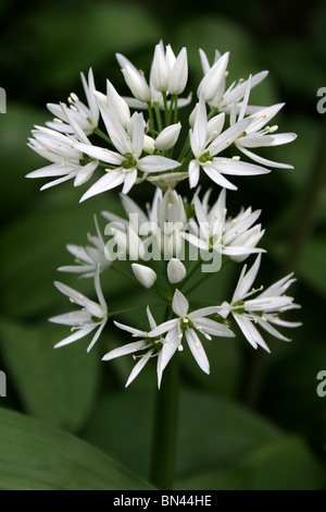 Wilder Knoblauch oder Bärlauch Allium Ursinum In einer englischen Wald im Frühjahr Stockfoto