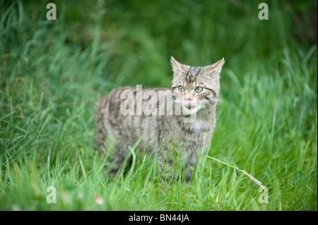 Britische Wildkatze, jetzt nur in freier Wildbahn in Schottland gefunden Stockfoto