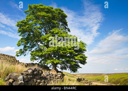 Einsamer Platane wächst in der Nähe von aufgeschlüsselt Trockensteinmauer auf Haworth Moor in "Bronte"Land, Yorkshire, England Stockfoto