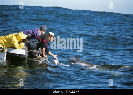 Andre Hartman "kitzeln" der weiße Hai (Carcharodon Carcharias) Stockfoto