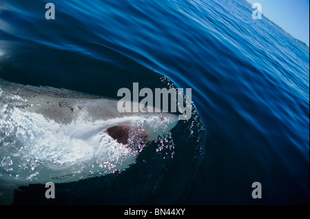 Weißer Hai (Carcharodon Carcharias), Dyer Island, Südafrika - Atlantik. Stockfoto