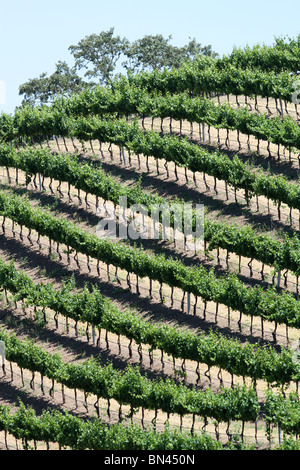 Blick auf den Paso Robles Wine Region Stockfoto