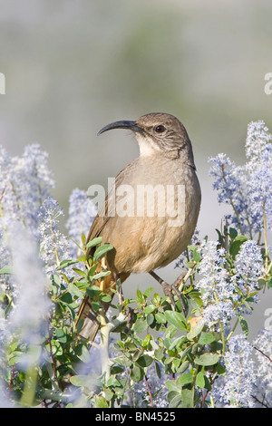 California Thrasher in California lila Stockfoto