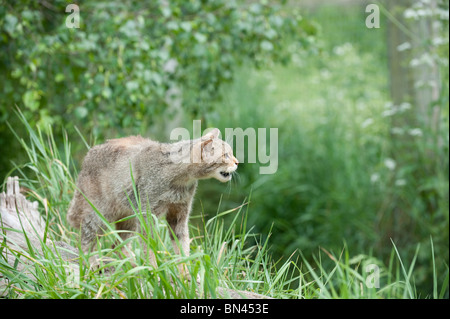 Britische Wildkatze, jetzt nur in freier Wildbahn in Schottland gefunden Stockfoto