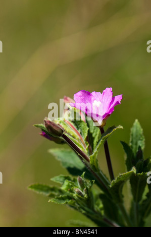 Großen Weidenröschen, Epilobium Hirsutum, in Blüte Stockfoto