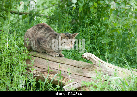 Britische Wildkatze, jetzt nur in freier Wildbahn in Schottland gefunden Stockfoto