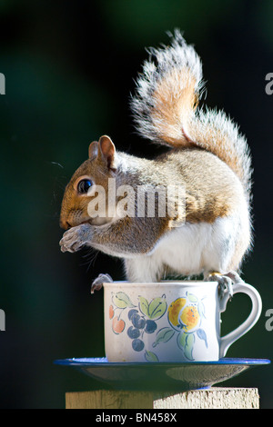 West Sussex, UK. Eine einzige graue Eichhörnchen essen von Muttern und dabei zwischen auf dem Rand eines alten Teetasse, die als Bird Feeder recycelt wurde. Stockfoto