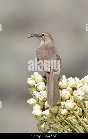 Kalifornien Thrasher gehockt Joshua Tree - vertikal Stockfoto