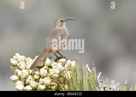 California Thrasher auf Joshua Tree Stockfoto