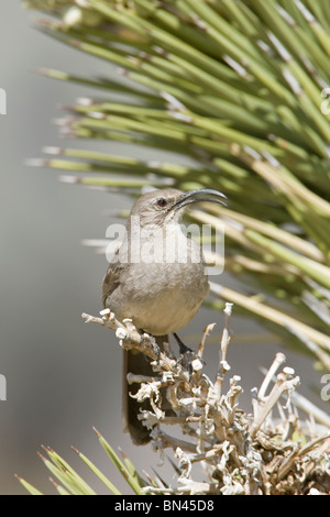 California Thrasher auf Joshua Tree Stockfoto