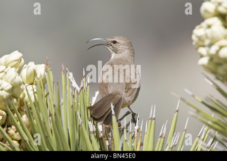 Kalifornien Thrasher Gesang auf Joshua Tree Stockfoto