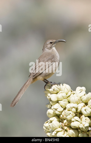 California Thrasher auf Joshua Tree Stockfoto