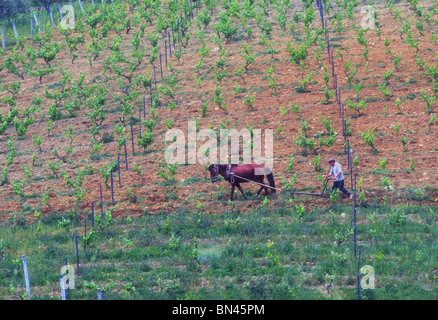 Pflügen Feld in Portugal Stockfoto