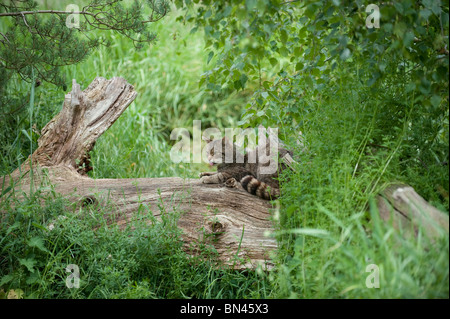 Britische Wildkatze, jetzt nur in freier Wildbahn in Schottland gefunden Stockfoto