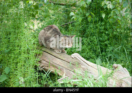 Britische Wildkatze, jetzt nur in freier Wildbahn in Schottland gefunden Stockfoto