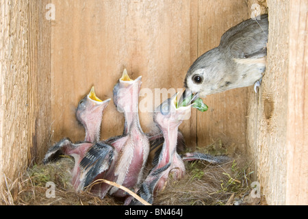 Tufted Meise Familie im Nistkasten Stockfoto