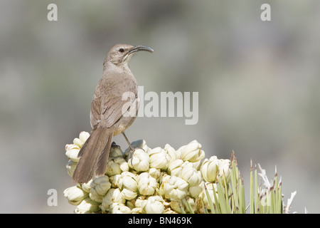 California Thrasher auf Joshua Tree Stockfoto